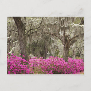 USA, Georgia, Savannah, Frühling bei Historic Postkarte