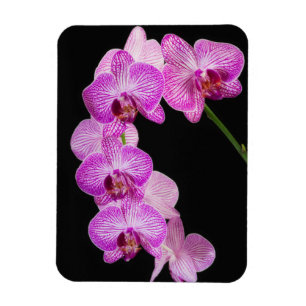 USA, Georgia, Savannah, Orchideen-Cluster 2 Magnet
