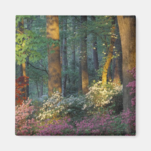 USA, Georgien, Callaway Gardens, Azalea Wald. Magnet (Vorne)