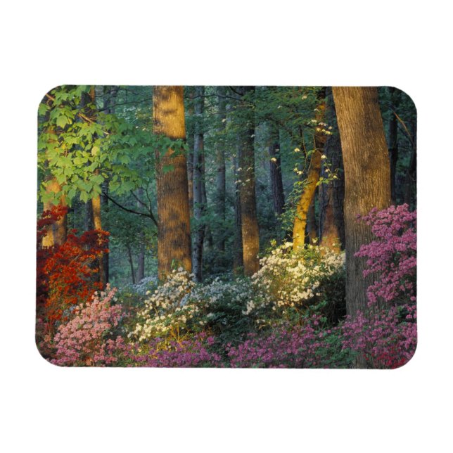 USA, Georgien, Callaway Gardens, Azalea Wald. Magnet (Horizontal)