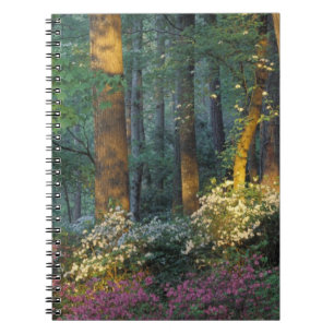 USA, Georgien, Callaway Gardens, Azalea Wald. Notizblock