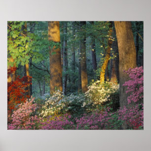 USA, Georgien, Callaway Gardens, Azalea Wald. Poster