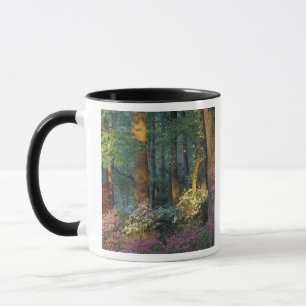 USA, Georgien, Callaway Gardens, Azalea Wald. Tasse