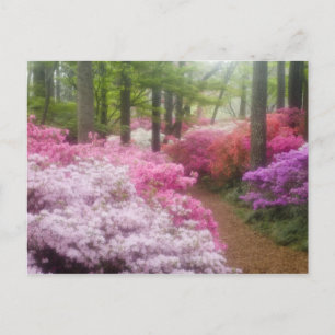 USA; Georgien; Pine Mountain. Azaleen Postkarte
