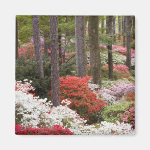 USA, Georgien, Pine Mountain. Ein Wald Magnet