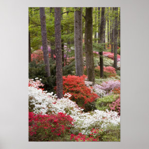 USA, Georgien, Pine Mountain. Ein Wald Poster