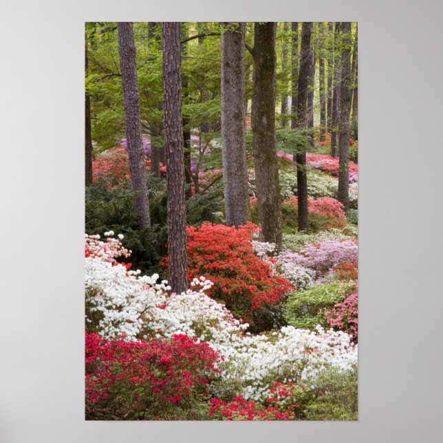 USA, Georgien, Pine Mountain. Ein Wald Poster (Vorne)