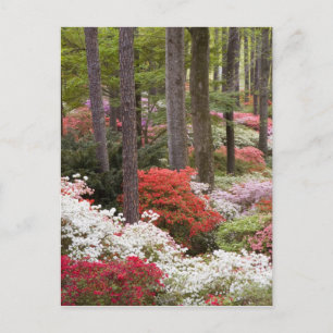 USA, Georgien, Pine Mountain. Ein Wald Postkarte