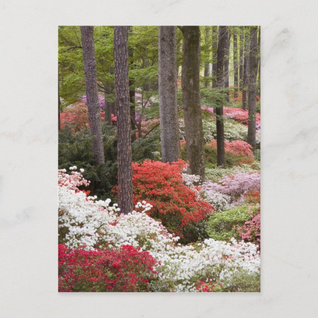 USA, Georgien, Pine Mountain. Ein Wald Postkarte (Vorderseite)