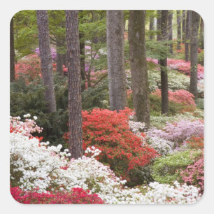 USA, Georgien, Pine Mountain. Ein Wald Quadratischer Aufkleber