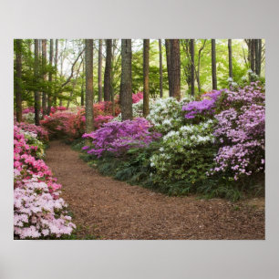 USA, Georgien, Pine Mountain. Ein Weg durch Poster