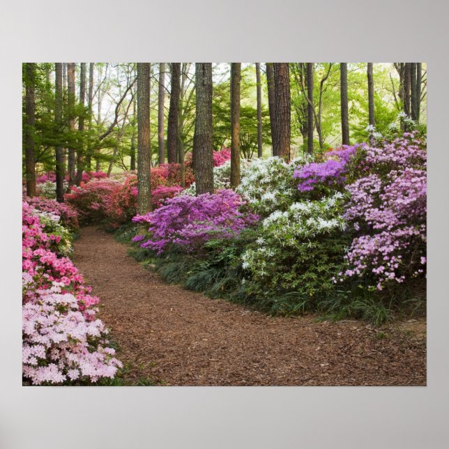 USA, Georgien, Pine Mountain. Ein Weg durch Poster (Vorne)