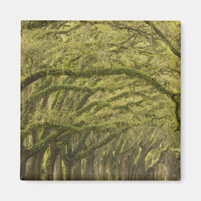 USA; Georgien; Savannah. Eichenbäume Magnet (Vorne)