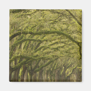  USA; Georgien; Savannah. Eichenbäume mit Magnet