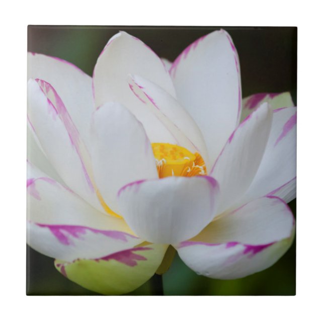 USA, Georgien, Savannah, Lootus Blume Blooming Fliese (Vorderseite)