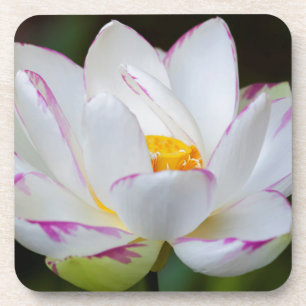 USA, Georgien, Savannah, Lootus Blume Blooming Getränkeuntersetzer
