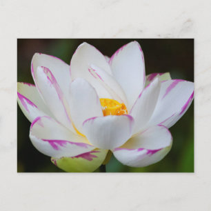 USA, Georgien, Savannah, Lootus Blume Blooming Postkarte