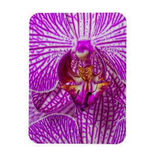 USA, Georgien, Savannah, Nah-up of Orchid Magnet