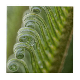 USA, Georgien, Savannah, Nahe Einrichtung neuer Gr Fliese