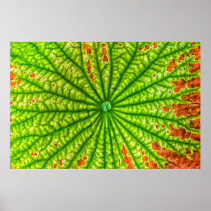 USA, Georgien, Savannah, Naher Lotus Leaf Poster