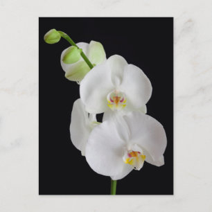 USA, Georgien, Savannah, Orchideencluster Postkarte