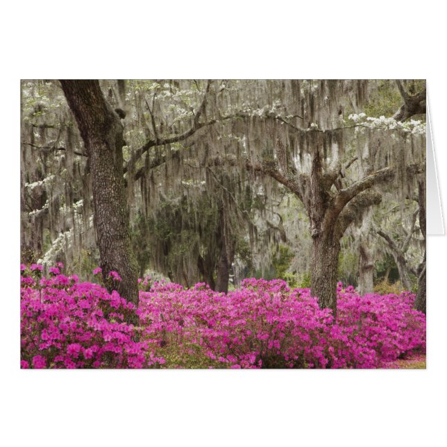 USA, Georgien, Savannah, Spring at Historic (Vorderseite (Horizontal))
