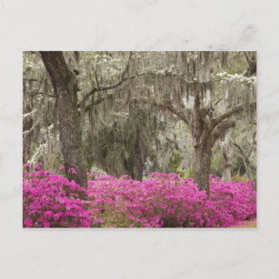 USA, Georgien, Savannah, Spring at Historic Postkarte