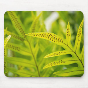 USA, Hawaii, Big Island. Grünfutter Mousepad