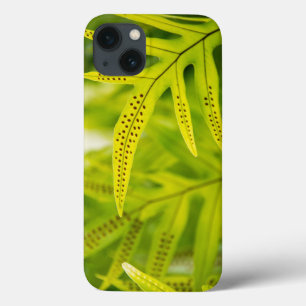 USA, Hawaii, Big Island. Tropischer grüner Farn Case-Mate iPhone Hülle