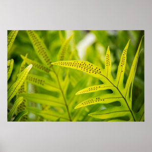 USA, Hawaii, Big Island. Tropischer Grüner Fern Poster