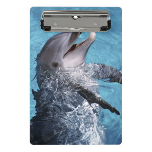 USA, Hawaii. Delfin Mini Klemmbrett