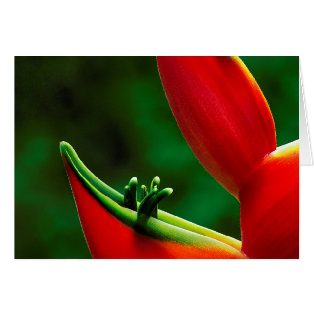 USA, Hawaii, Hilo. Heliconia (Vorderseite (Horizontal))