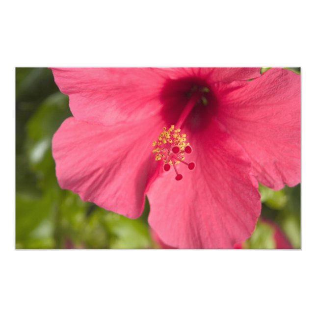 USA, Hawaii, Kauai, Hibiskus Fotodruck (Vorne)