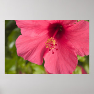 USA, Hawaii, Kauai, Hibiskus Poster