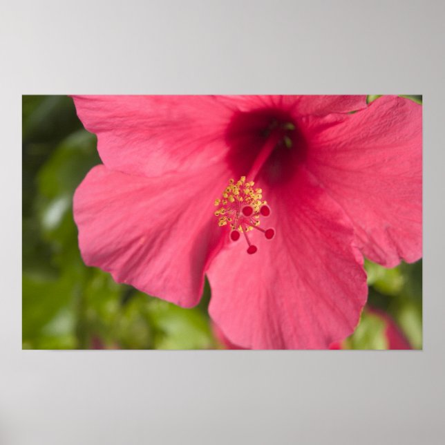 USA, Hawaii, Kauai, Hibiskus Poster (Vorne)