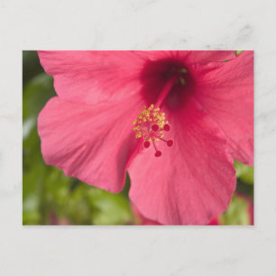 USA, Hawaii, Kauai, Hibiskus Postkarte