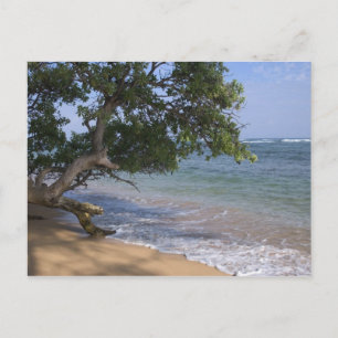 USA, Hawaii, Kauai, Strand landschaftlich. RF) Postkarte