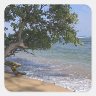 USA, Hawaii, Kauai, Strand landschaftlich. RF) Quadratischer Aufkleber