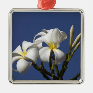 USA, Hawaii, Kauai, weiße Plumeria. Ornament Aus Metall
