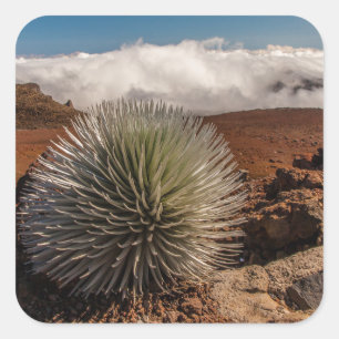 USA, Hawaii, Maui, Haleakala National Park Quadratischer Aufkleber