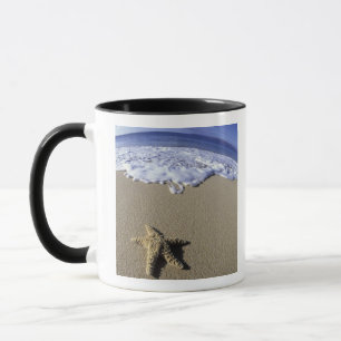 USA, Hawaii, Maui, Makena Beach, Seestern und Tasse