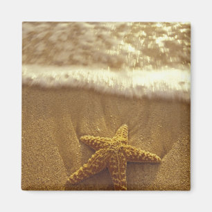 USA, Hawaii, Maui, Maui, Kihei, Seestern und Magnet