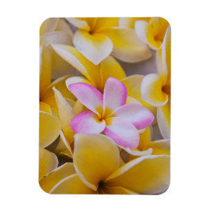 USA, Hawaii, Oahu, blühende Plumeria-Blumen 1 Magnet