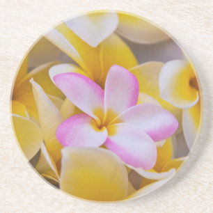 USA, Hawaii, Oahu, blühende Plumeria-Blumen 1 Sandstein Untersetzer