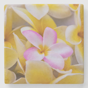 USA, Hawaii, Oahu, blühende Plumeria-Blumen 1 Steinuntersetzer
