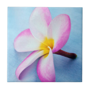 USA, Hawaii, Oahu, blühende Plumeria-Blumen 2 Fliese