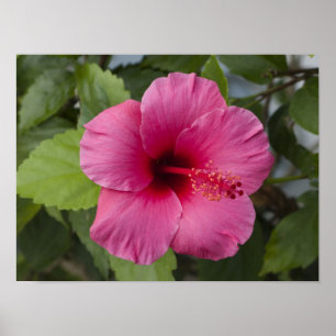 USA, Hawaii, Oahu. Der Hibiskus ist der 2 Poster