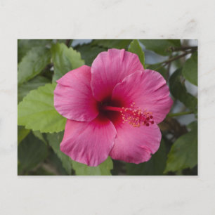 USA, Hawaii, Oahu. Der Hibiskus ist der 2 Postkarte