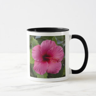 USA, Hawaii, Oahu. Der Hibiskus ist der 2 Tasse
