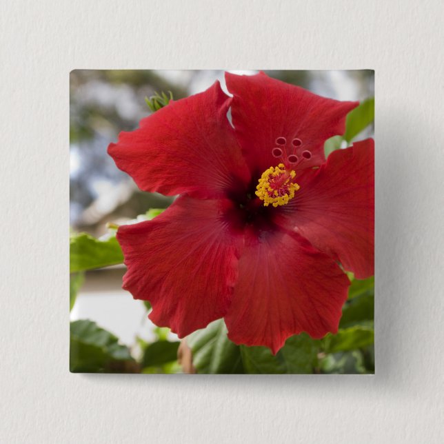 USA, Hawaii, Oahu. Der Hibiskus ist der Button (Vorderseite)